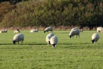 Παραβιάσεις μέτρων στην κτηνοτροφία