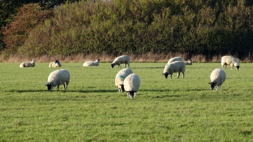 Παραβιάσεις μέτρων στην κτηνοτροφία