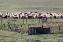 ΠΝΠ για ενίσχυση του πρωτογενούς τομέα