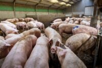 Rabobank: Παγκόσμια πτώση στην παραγωγή χοιρινού το 2026