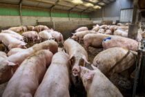 Rabobank: Παγκόσμια πτώση στην παραγωγή χοιρινού το 2026