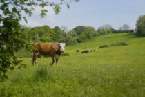 Χαμένοι βοσκότοποι 2025 – Προκαταβολή σε αβεβαιότητα