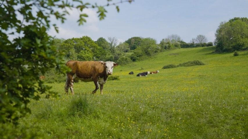 Χαμένοι βοσκότοποι 2025 – Προκαταβολή σε αβεβαιότητα