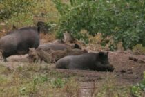 Συναγερμός στα σύνορα για την Αφρικανική Πανώλη των Χοίρων