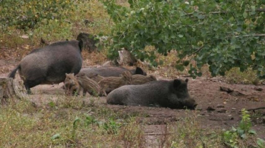 Συναγερμός στα σύνορα για την Αφρικανική Πανώλη των Χοίρων