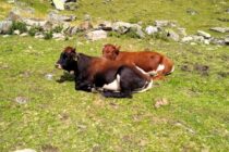 Επιδημίες απειλούν τη ζωική κληρονομιά