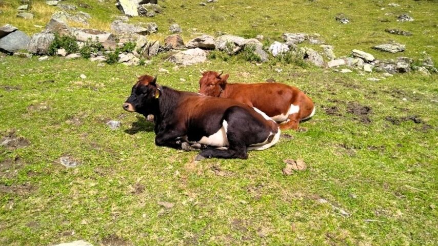 Επιδημίες απειλούν τη ζωική κληρονομιά