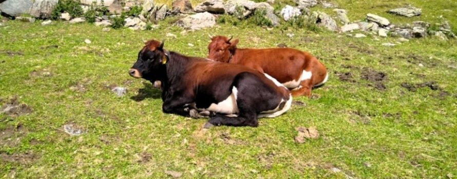 Επιδημίες απειλούν τη ζωική κληρονομιά