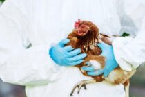 Γρίπη πτηνών: Σε επιφυλακή η Ευρώπη