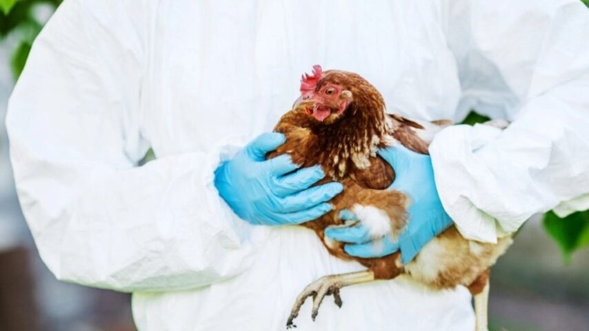 Γρίπη πτηνών: Σε επιφυλακή η Ευρώπη