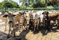 Ρεκόρ εισαγωγών βοείου κρέατος στη Μ. Βρετανία το 2025