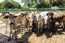 Ρεκόρ εισαγωγών βοείου κρέατος στη Μ. Βρετανία το 2025