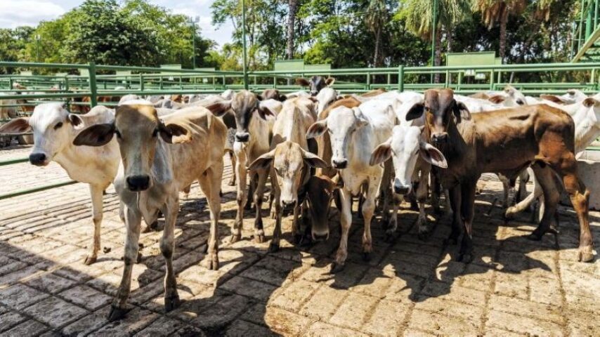 Ρεκόρ εισαγωγών βοείου κρέατος στη Μ. Βρετανία το 2025