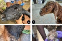 Στρατιωτικοί κτηνίατροι στη μάχη της ευλογιάς