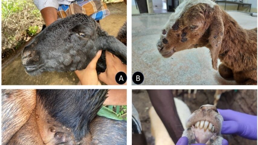 Στρατιωτικοί κτηνίατροι στη μάχη της ευλογιάς