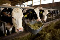 Η γαλλική ζωοτροφία επανεκκινείται