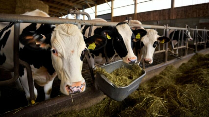 Η γαλλική ζωοτροφία επανεκκινείται