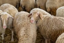 2,4 εκατ. για την ευλογιά