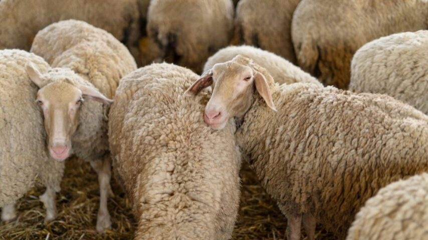 2,4 εκατ. για την ευλογιά