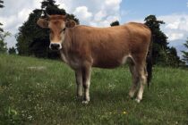 Φυλές χωρίς κράτος, αδιέξοδο