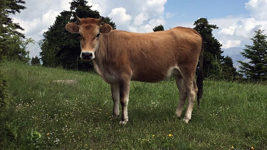 Φυλές χωρίς κράτος, αδιέξοδο