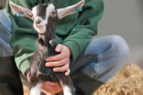 Καλή διαβίωση ζώων: Εννέα βασικά στοιχεία