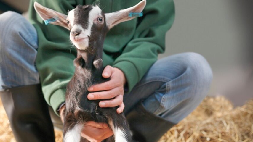 Καλή διαβίωση ζώων: Εννέα βασικά στοιχεία