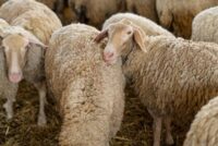 Βεβαίωση μη παράνομου εμβολιασμού ζητά το ΥΠΑΑΤ για να αποζημιώσει τους κτηνοτρόφους