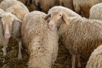 Βεβαίωση μη παράνομου εμβολιασμού ζητά το ΥΠΑΑΤ για να αποζημιώσει τους κτηνοτρόφους