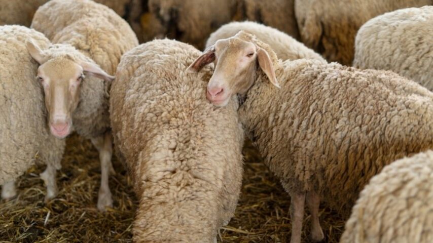 Βεβαίωση μη παράνομου εμβολιασμού ζητά το ΥΠΑΑΤ για να αποζημιώσει τους κτηνοτρόφους