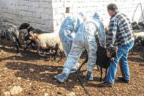 Σιωπηλή εξάπλωση ευλογιάς – Νέα εικόνα της κρίσης