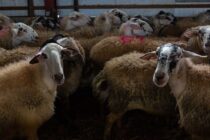 Ενδοεπιστημονικός διάλογος για τη διατήρηση των σπάνιων φυλών