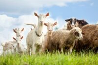 Eurostat: Ο αργός θάνατος της κτηνοτροφίας