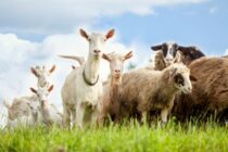 Eurostat: Ο αργός θάνατος της κτηνοτροφίας