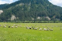 Η παραδοσιακή κτηνοτροφία σε σταυροδρόμι