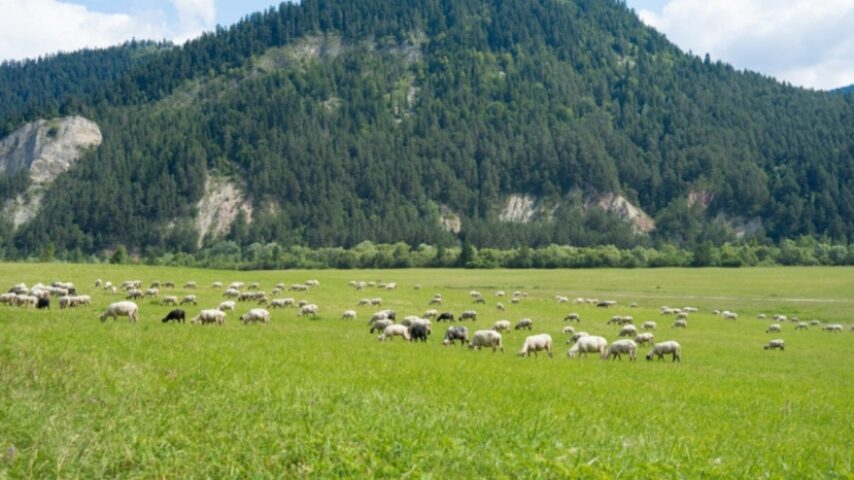 Η παραδοσιακή κτηνοτροφία σε σταυροδρόμι