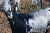 Αυτόχθονες φυλές – τεκμήρια και δεδομένα