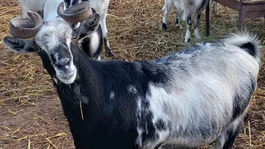 Αυτόχθονες φυλές – τεκμήρια και δεδομένα