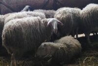 Στήριξη κτηνοτρόφων με 26 εκατ.