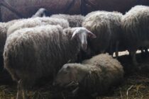 Στήριξη κτηνοτρόφων με 26 εκατ.