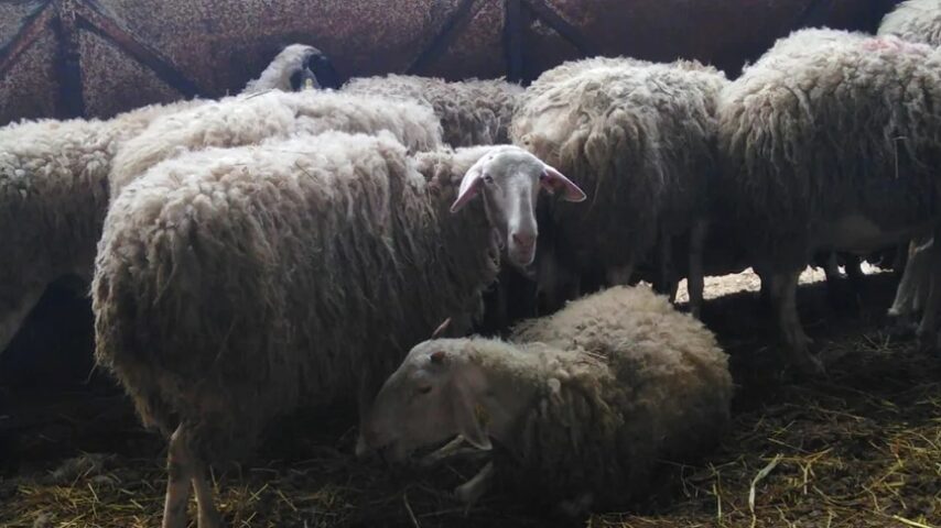 Στήριξη κτηνοτρόφων με 26 εκατ.