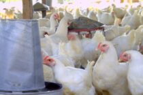 Απειλή για την επιβίωση της πτηνοτροφίας