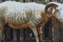 Με υπογραφή ΥΠΑΑΤ εξαφανίζεται η φυλή προβάτων Ρουμλουκίου (+video)