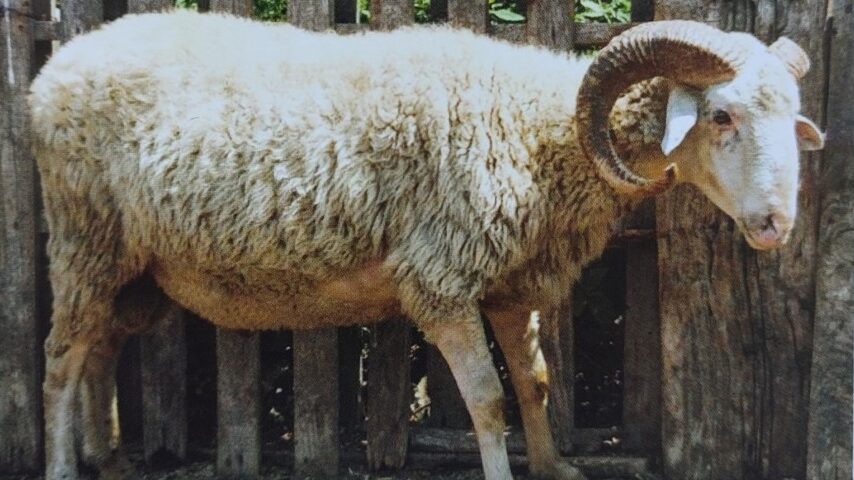 Με υπογραφή ΥΠΑΑΤ εξαφανίζεται η φυλή προβάτων Ρουμλουκίου (+video)