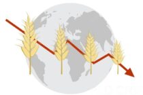 Πτώση τιμών αγροτικών προϊόντων Οκτώβριο 2025
