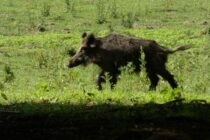 Σοκ στην Ισπανία από την εξάπλωση ASF – Πολλά κρούσματα σε αγριόχοιρους
