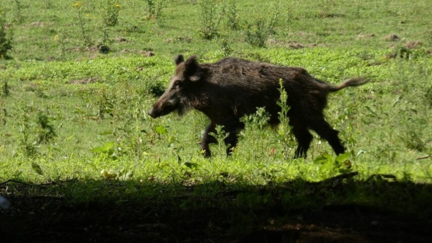Σοκ στην Ισπανία από την εξάπλωση ASF – Πολλά κρούσματα σε αγριόχοιρους