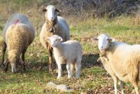 Πληρωμές αιγοπροβατοτρόφων: Τι ακολουθεί