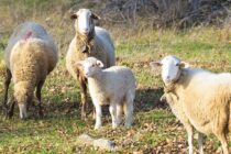 Πληρωμές αιγοπροβατοτρόφων: Τι ακολουθεί