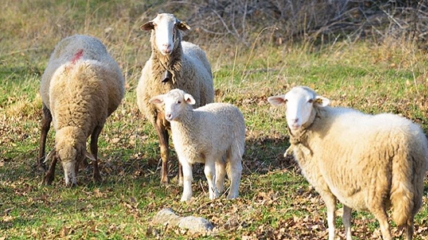 Πληρωμές αιγοπροβατοτρόφων: Τι ακολουθεί